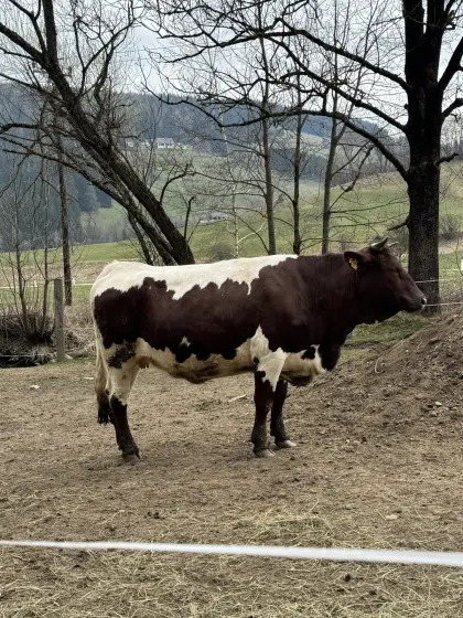 Pustertaler Sprinzen Kuh