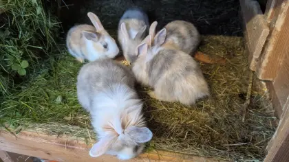 Junge Zwergkaninchen in allen Farben laufend zu verkaufen