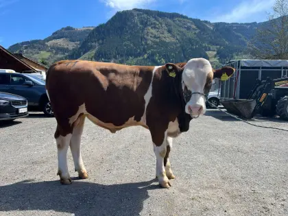 Fleckvieh Zuchtstier