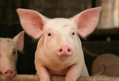 Suche Ferkel oder tragende Jungsauen