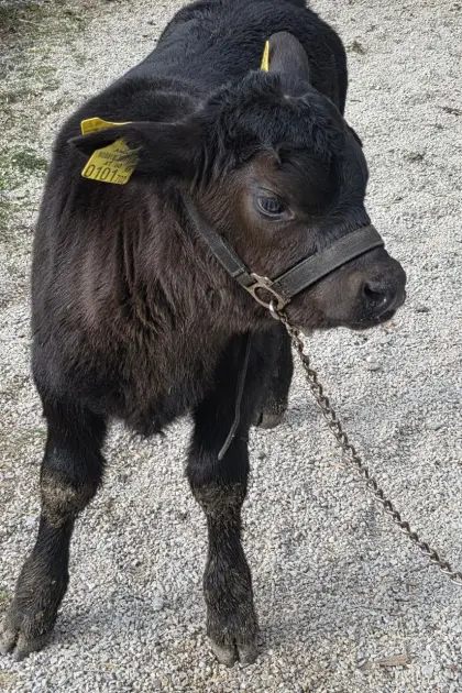 Vorankündigung Reinrassiger Aberdeen Angus Stier