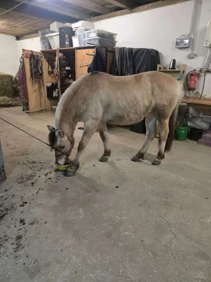 Fjordpferd Braunfalbe Pony Pferd Norweger