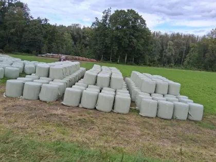 Maisballen Ernte 2025