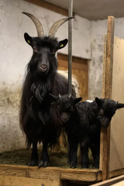 Walliser Schwarzhalsziegen