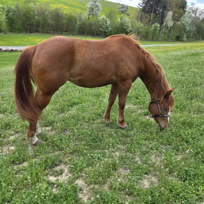 Quarter Stute 4 Jahre