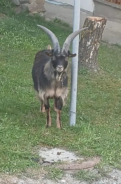 Passeirer Gebirgsziegenbock
