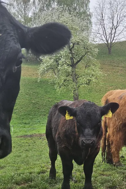 Verkaufe 4 Angus Jungstiere