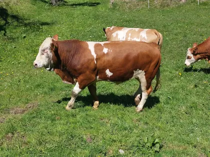 Bio Fleckvieh Fleischstier