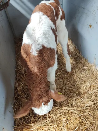 Bio Stierkalb Fleckvieh