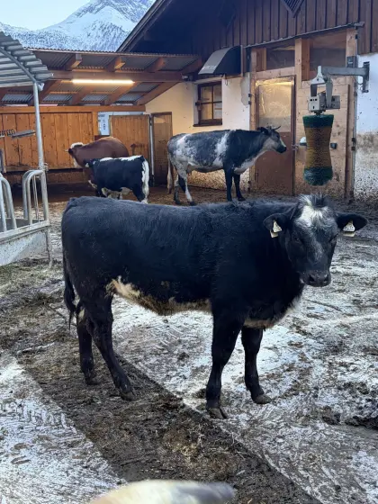 Mastkälber / Fresser