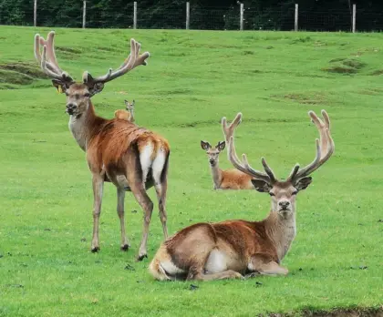 Reduktion Rotwildbestand