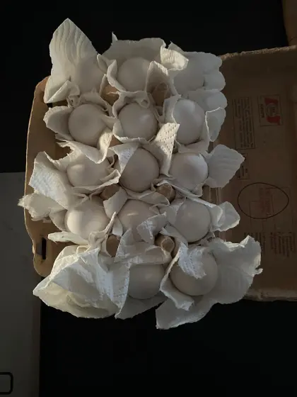 Exchequer Leghorn Bruteier