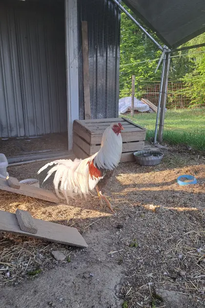 Bruteier Ayam Cemani, Brahma, Zwergseidenhuhn, Yokohama