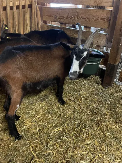 Pinzgauer x Tauernschecken Ziege zu verkaufen
