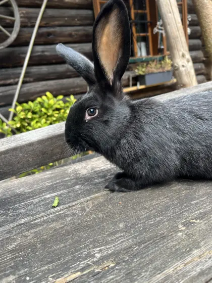 Hasen