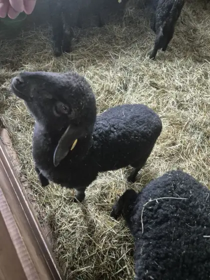 Tiroler Steinschaf Lämmer weiblich BIO