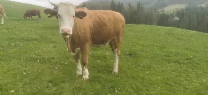 Kleinträchtige Bio FV Kalbin