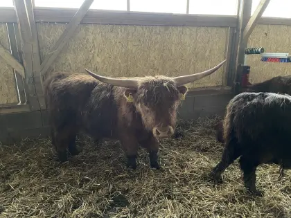 Hochlandrinder Stier