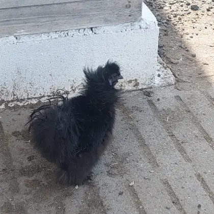 Seidenhuhn Hahn in 8421 zum Holen