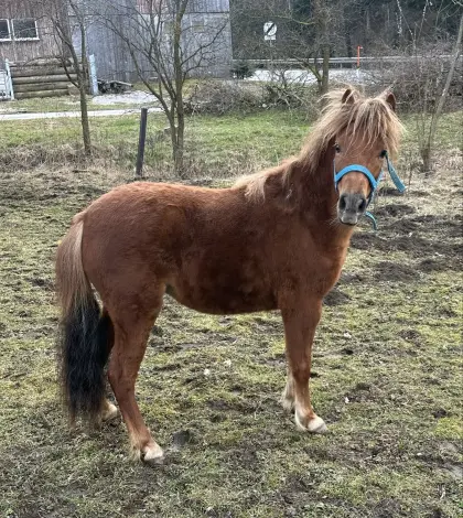 Amerikanisches Miniaturpferd, Stute