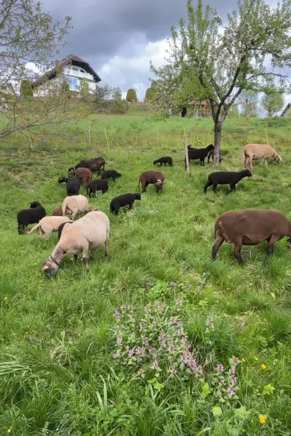 Jura Kreuzungs-Mutterschafe