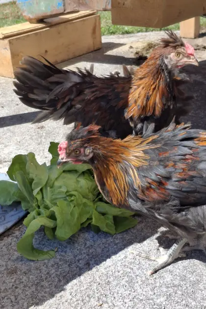 Altsteirer x Sulmtaler