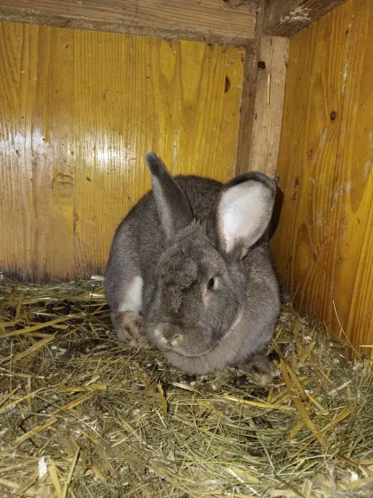 Blaugraue Wiener Häsin