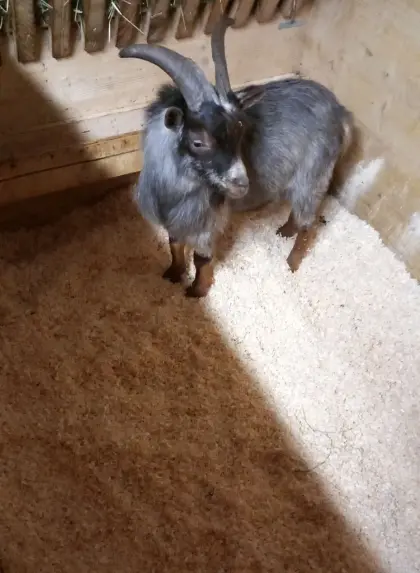 Minizwergziegenböcke