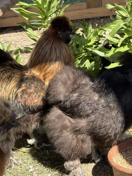 Bruteier Orpington, Seidenhuhn und Buntleger