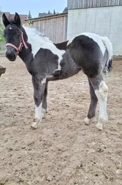 Noriker Scheckstutfohlen sucht neues Zuhause