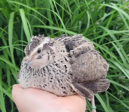 Wachteln BE wildfarben, gelb, creme, silber und sparkl