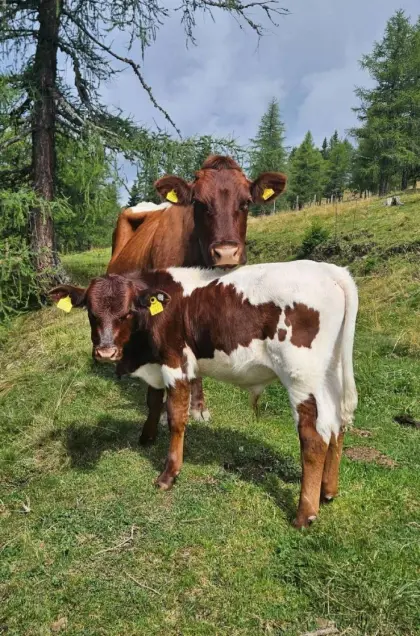 Reinrassiges Pinzgauer Stierkalb