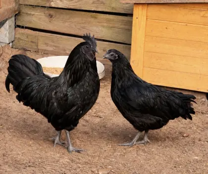 10 Bruteier Ayam Cemani