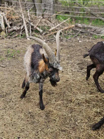 Aosta Bock 1,5-jährig