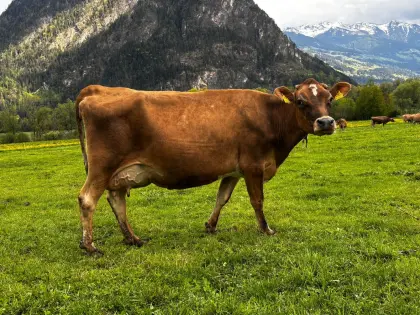 Jersey Kühe