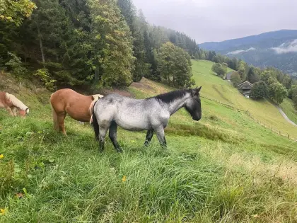 Wunderschöne 1-jährige Noriker Stute