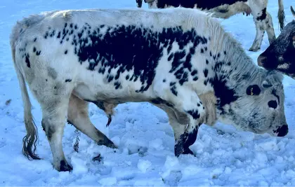 Bio Pustertaler Zuchtstier