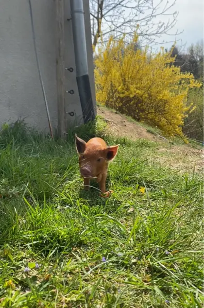 Kune Kune Ferkel