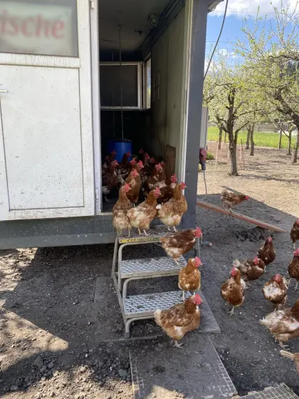 Legehennen zu verschenken