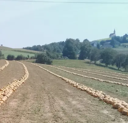 Kürbiskerne