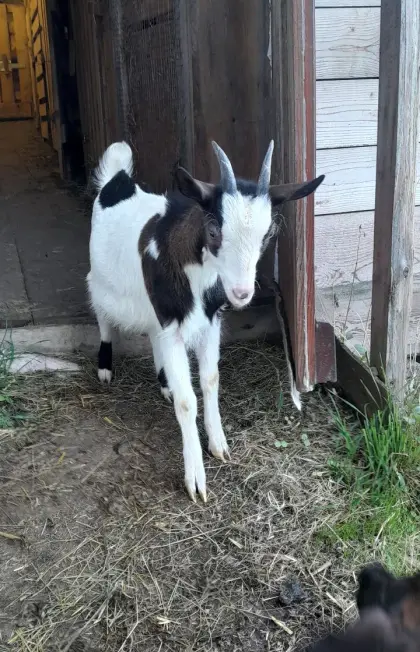 Tauernschecken Kitz HB