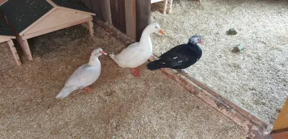 Stummenten und ein Peking-Erpel zu verkaufen