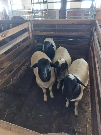 Kreuzungswidder (Dorper/Bergschaf)