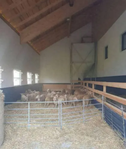 Merino Zuchtschafe/Zuchtlämmer