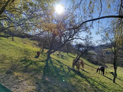 Kaufe Pferde jeglicher Art