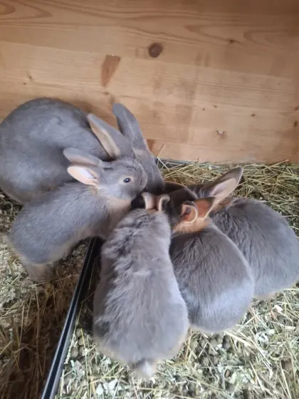 Lohkaninchen feefarbig