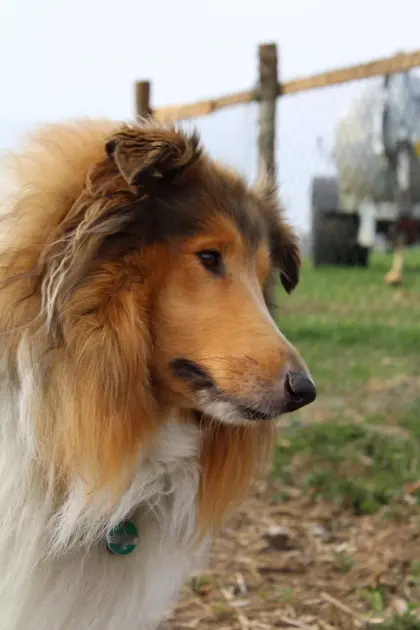 Reinrassige Colliewelpen