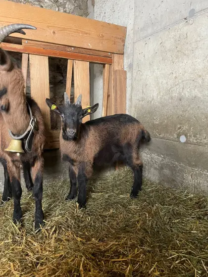Pinzgauer Ziegenbock zu verkaufen