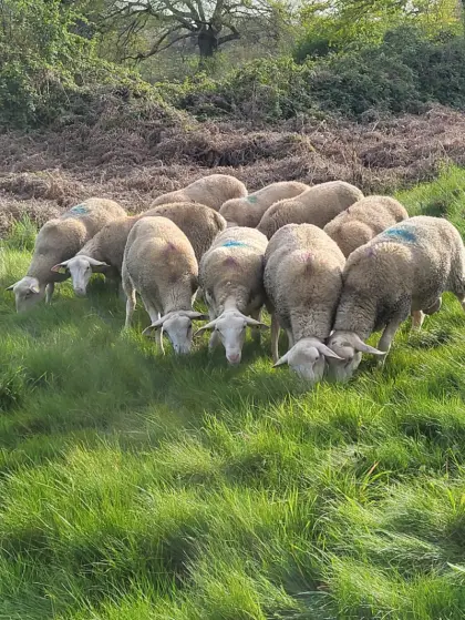 Berrichon-Widder der Indre