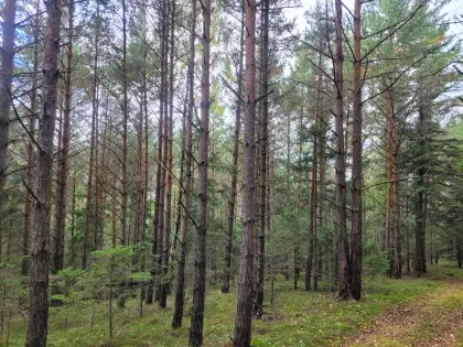 Gepflegte Waldparzellen mit LKW-Zufahrt und solidem Bestand